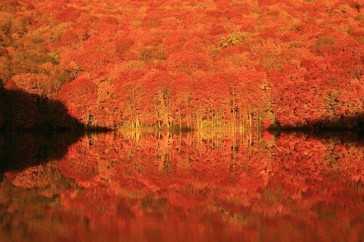 Viewing the Autumn Foliage in Japan