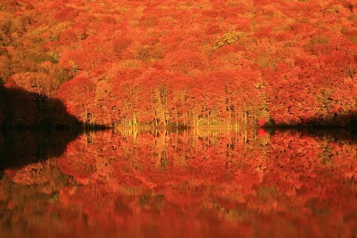 View Autumn Foliage in Japan