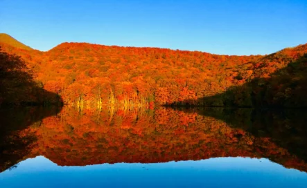 Sehen Sie sich Herbstlaub in Japan an