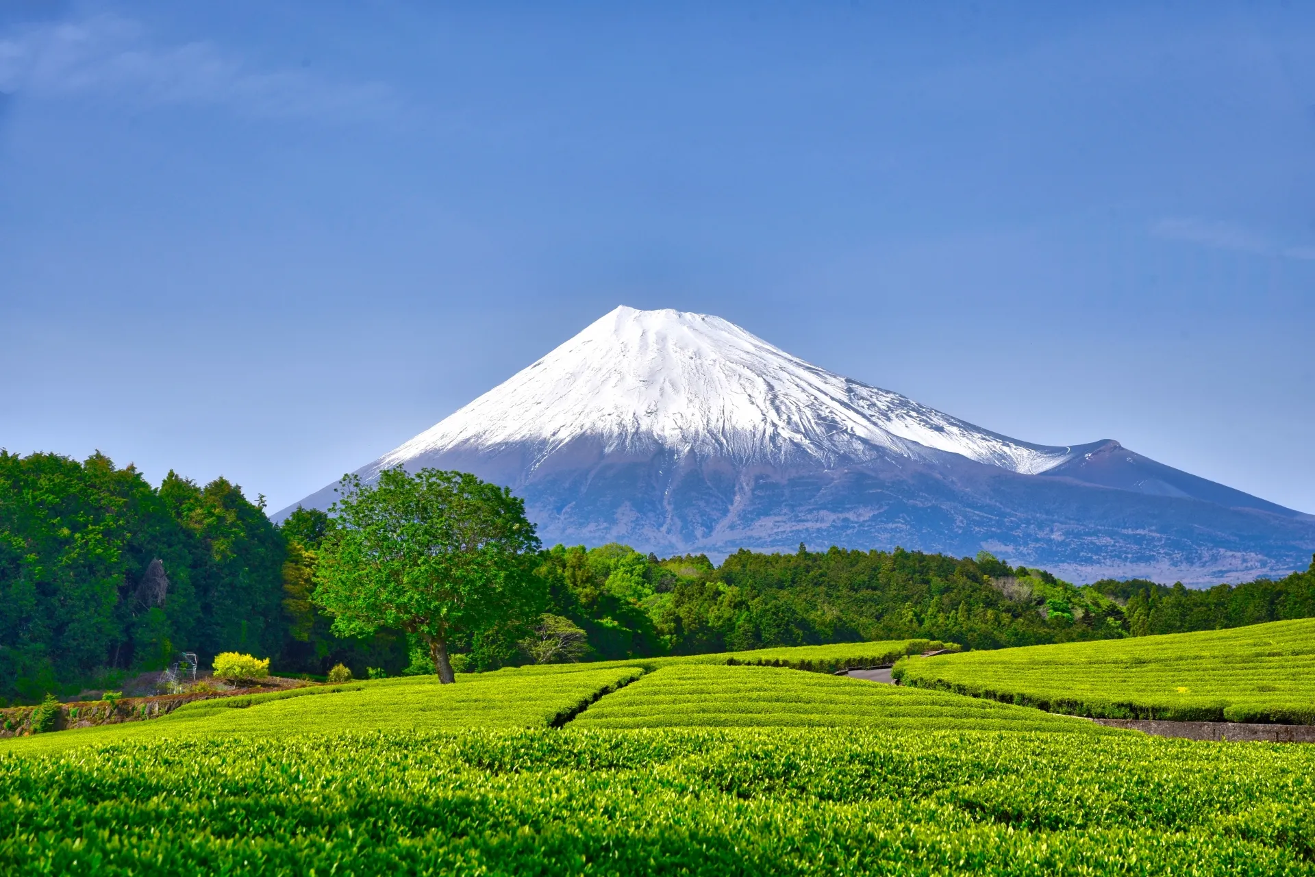 日本茶園的意義