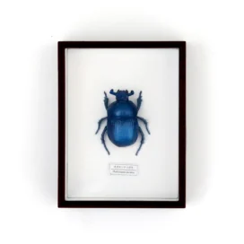 Ensemble d&#39;aimants scarabée bijou sacré 02