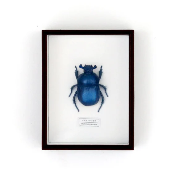 Sacred Jewel Beetle Magnet Set02
