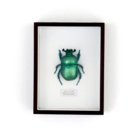 Ensemble d&#39;aimants Scarabée Sacré Jewel03