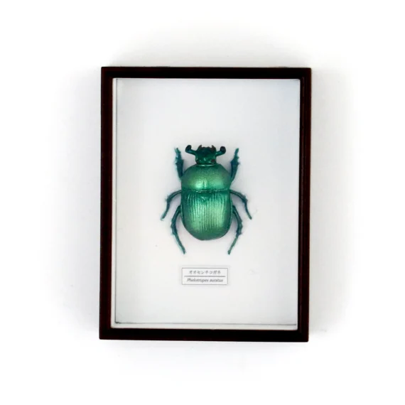 Sacred Jewel Beetle Magnet Set03