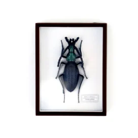 Ensemble d&#39;aimants Scarabée Sacré Jewel04