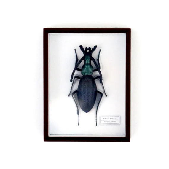 Sacred Jewel Beetle Magnet Set04