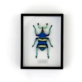 Ensemble d&#39;aimants Scarabée Sacré Jewel05