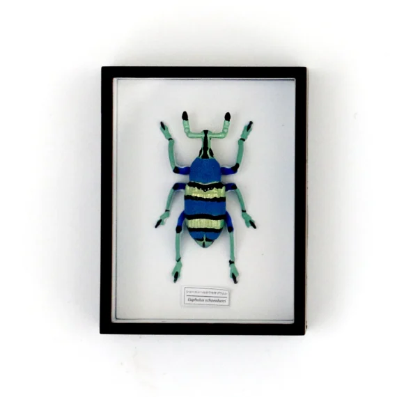 Sacred Jewel Beetle Magnet Set05