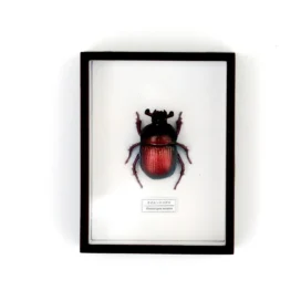 Ensemble d&#39;aimants scarabée bijou sacré 06