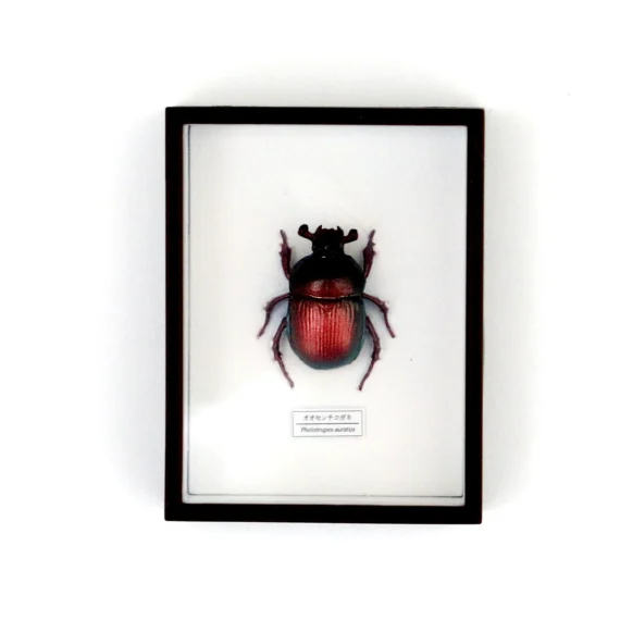 Sacred Jewel Beetle Magnet Set06