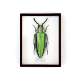 Ensemble d&#39;aimants Scarabée Sacré Jewel07