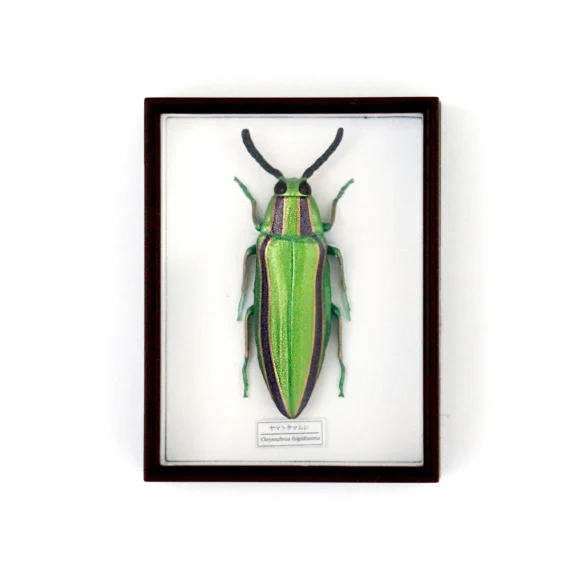 Sacred Jewel Beetle Magnet Set07