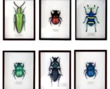 Sacred Jewel Beetle Magnet Set08