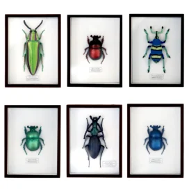 Ensemble d&#39;aimants Scarabée Sacré Jewel08