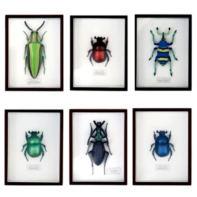 Sacred Jewel Beetle Magnet Set08