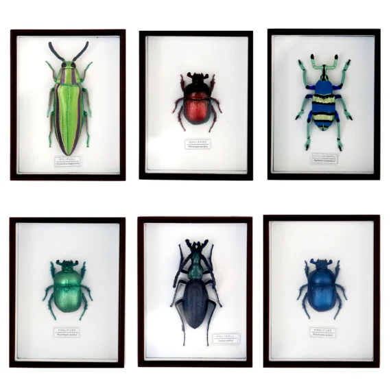 Sacred Jewel Beetle Magnet Set08