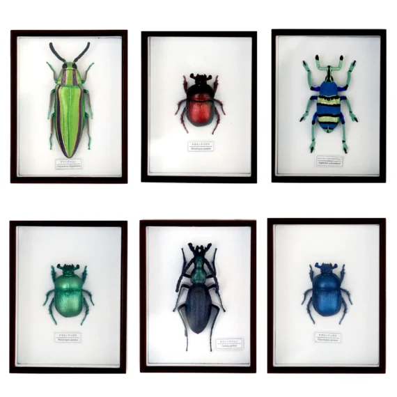 Heiliger Juwelenkäfer Magnet Set08